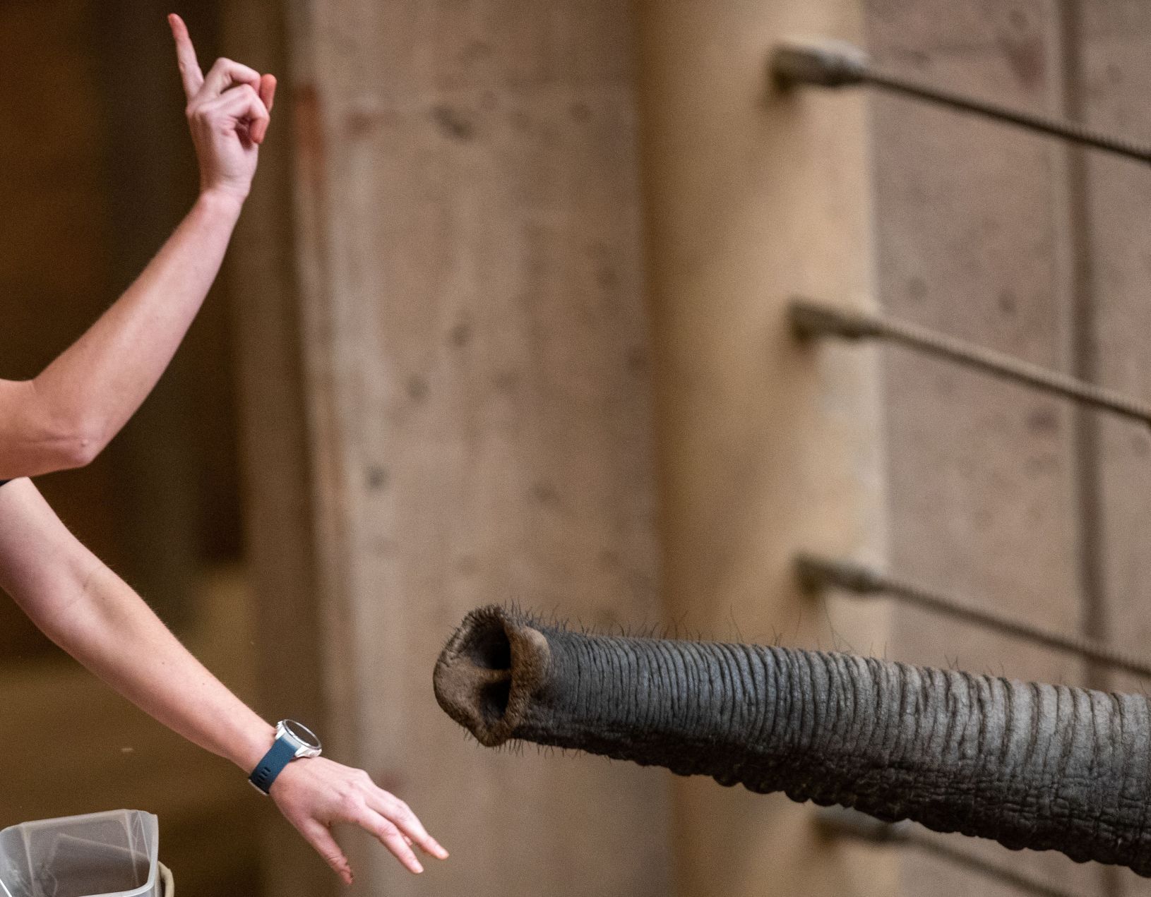 031921-owh-new-elephants-pic-cm008